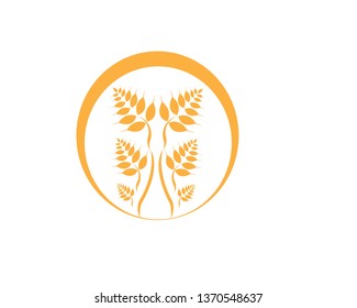 Agriculture wheat Logo Template vector icon design - Vector
