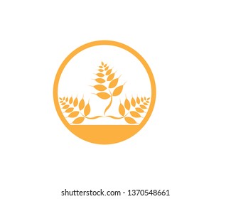 Agriculture wheat Logo Template vector icon design - Vector
