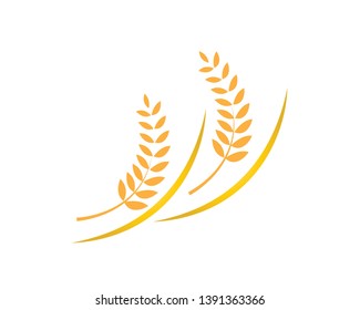 Agriculture wheat Logo Template vector icon design - Vector

