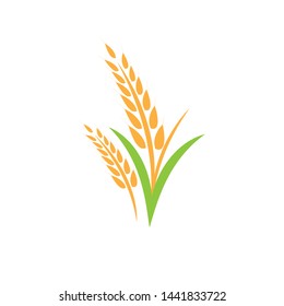 Agriculture wheat Logo Template vector icon design - Vector
