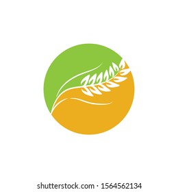 Agriculture Wheat logo template vector icon design