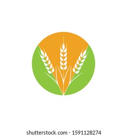 Agriculture Wheat logo template vector icon design