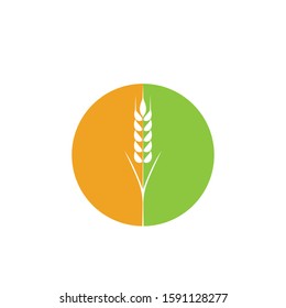 Agriculture Wheat logo template vector icon design