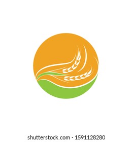 Agriculture Wheat logo template vector icon design