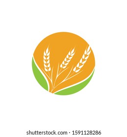 Agriculture Wheat logo template vector icon design