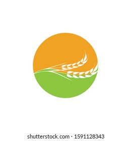 Agriculture Wheat logo template vector icon design
