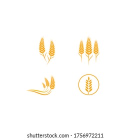 Diseño de iconos de la plantilla de logotipo de trigo agrícola 