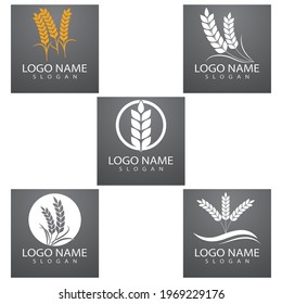 Agriculture wheat Logo Template vector icon design