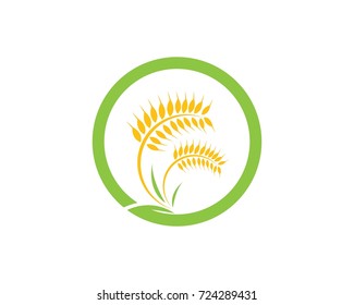 Agriculture wheat Logo Template vector icon design 