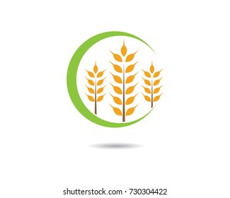 Agriculture wheat Logo Template vector icon design