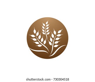 Agriculture wheat Logo Template vector icon design
