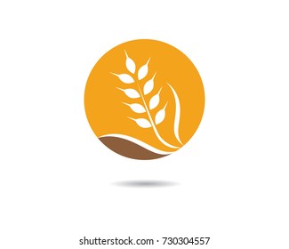 Agriculture wheat Logo Template vector icon design