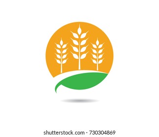 Agriculture wheat Logo Template vector icon design