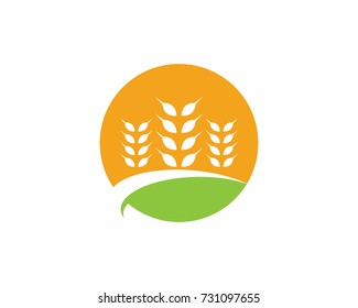 Agriculture wheat Logo Template vector icon design