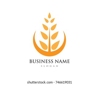 Agriculture wheat Logo Template vector icon design 