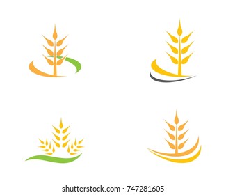 Agriculture wheat Logo Template vector icon design