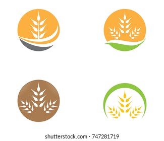Agriculture wheat Logo Template vector icon design