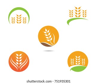 Agriculture wheat Logo Template vector icon design 