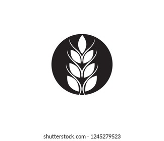 Agriculture wheat Logo Template,healthy life logo vector icon design
