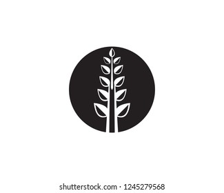 Agriculture wheat Logo Template,healthy life logo vector icon design
