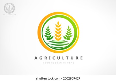 Agriculture Wheat Logo Vector Plant Stock Vector (Royalty Free ...