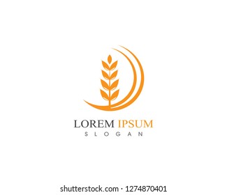 Agriculture wheat rice Logo Template vector icon design 
