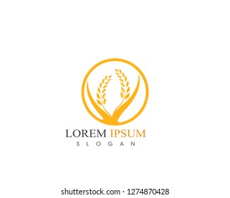 Agriculture wheat rice Logo Template vector icon design 