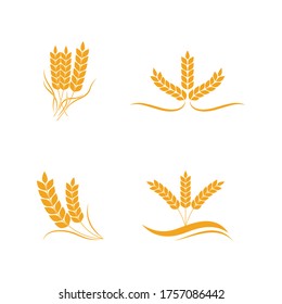 Agrarweizen Vorlage Vektorgrafik-Design