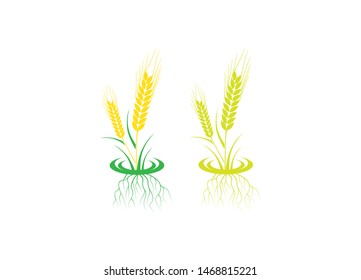 Agriculture wheat vector icon design