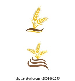 Agriculture wheat vector icon design 