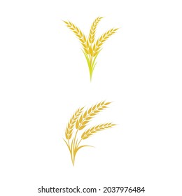 Agriculture wheat vector icon design 