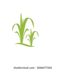 Agriculture wheat vector icon design 