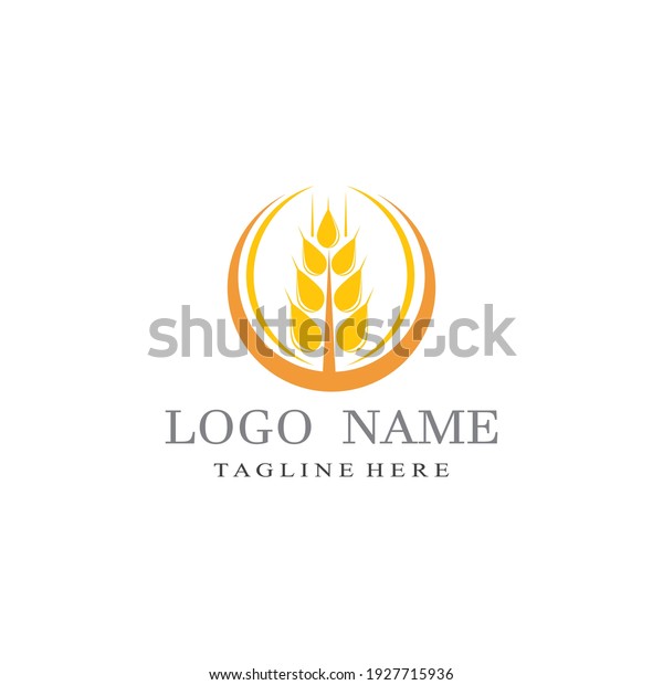 Agriculture wheat vector icon\
design 