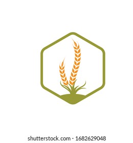 Agriculture wheat   vector icon illustration design template