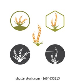 Agriculture wheat   vector icon illustration design template