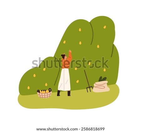 Similar – Image, Stock Photo Cropped farmer collecting ripe quinces in garden