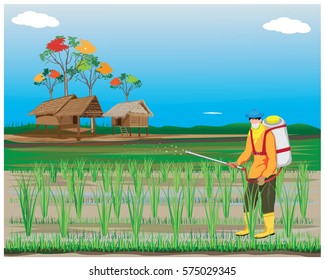 agriculturist fertilizer rice plant vector design