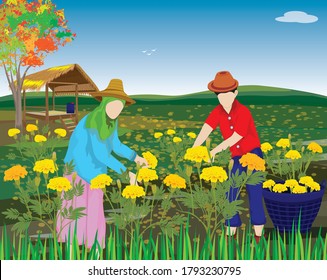 agriculturist harvest marigold flower in garden vector design