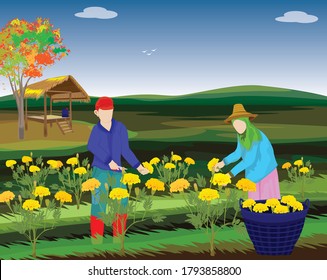 agriculturist harvest marigold flower in garden vector design