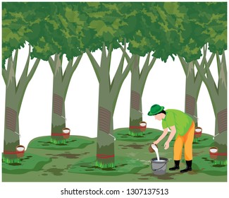 68,679 Rubber trees Images, Stock Photos & Vectors | Shutterstock