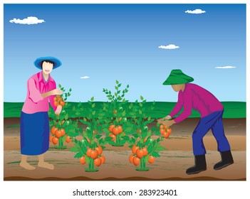 agriculturist harvest tomato from garden vector design