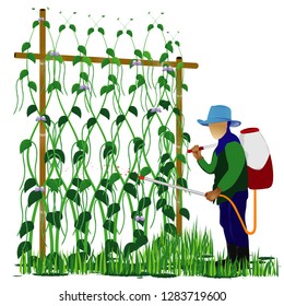 agriculturist spray Lentils plant vector design