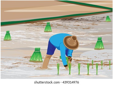 agriculturist transplant rice seeding vector design