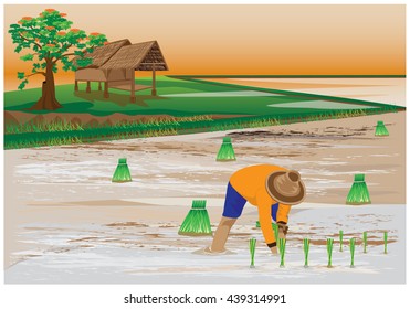 agriculturist transplant rice seeding vector design