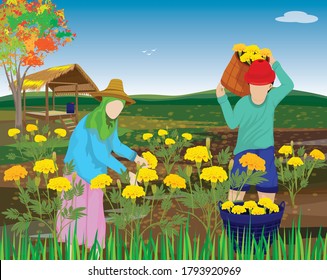Agriculturists harvesting marigold flowers in garden, vector design