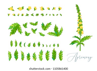 Agrimonia Eupatoria. Medicinal plant with green with pinnate leaves and tiny yellow flowers. Vector illustration of Agrimony isolated on white background. Separated leaves and flowers.