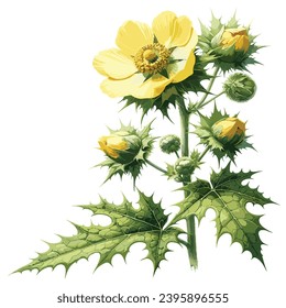 agrimony flower , agrimony tree illustration vector