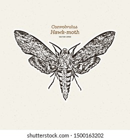 Agrius convolvuli, the convolvulus hawk-moth is a large hawk-moth. hand draw sketch vector.