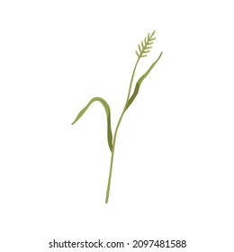 Agropyron grass. Wheatgrass on stem with leaf. Botany drawing of wild field herbaceous plant. Botanical flat vector illustration isolated on white background