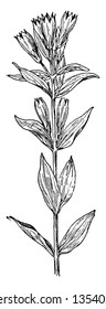 Ague-Weed is flowering plant and it belonging in the gentian family, vintage line drawing or engraving illustration.